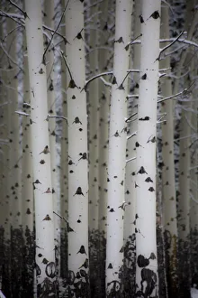 Fresh late summer snow and Aspen tree trunks, Banff National Park, Alberta, Canada Fresh late summer snow and Aspen tree trunks, Banff National Park, Alberta, Canada