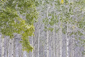 Fresh late summer snow on Aspen trees, Banff National Park, Alberta, Canada Fresh late summer snow on Aspen trees, Banff National Park, Alberta, Canada
