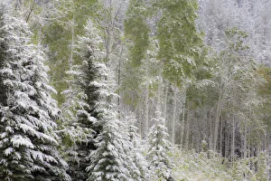 Fresh late summer snow on Evergreen trees, Banff National Park, Alberta, Canada Fresh late summer snow on Evergreen trees, Banff National Park, Alberta, Canada