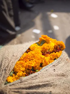 Fresh marigold flowers sack for sale in New Delhi, India Fresh marigold flowers sack for sale in New Delhi, India
