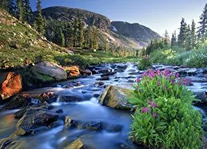 Fresh Rocky Mountain spring runoff cascades past wildflowers in bloom in the Colorado Fresh Rocky Mountain spring runoff cascades past wildflowers in bloom in the Colorado