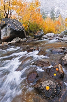 Fresh snow on fall aspens along Bishop Creek, Inyo National Forest, Sierra Nevada Mountains Fresh snow on fall aspens along Bishop Creek, Inyo National Forest, Sierra Nevada Mountains