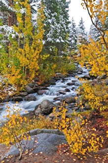 Fresh snow on fall aspens and pines along Bishop Creek, Inyo National Forest, Sierra Fresh snow on fall aspens and pines along Bishop Creek, Inyo National Forest, Sierra