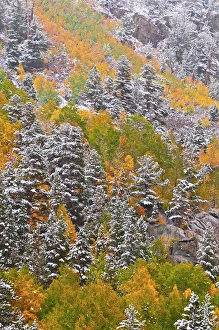 Fresh snow on fall aspens and pines along Bishop Creek, Inyo National Forest, Sierra Fresh snow on fall aspens and pines along Bishop Creek, Inyo National Forest, Sierra