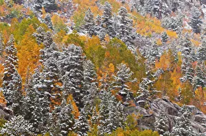 Fresh snow on fall aspens and pines along Bishop Creek, Inyo National Forest, Sierra Fresh snow on fall aspens and pines along Bishop Creek, Inyo National Forest, Sierra
