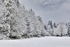 Fresh snow on field lined with snow covered trees Fresh snow on field lined with snow covered trees