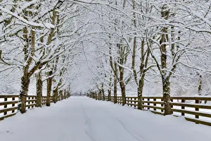 Fresh snow on tree and fence near, town of Snoqualmie Fresh snow on tree and fence near, town of Snoqualmie