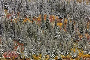Fresh snowfall on autumn colors in Glacier National Park, Montana, USA Fresh snowfall on autumn colors in Glacier National Park, Montana, USA