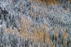 Fresh snowfall on autumn larch trees on Columbia Mountain in Columbia Falls, Montana, USA Fresh snowfall on autumn larch trees on Columbia Mountain in Columbia Falls, Montana, USA