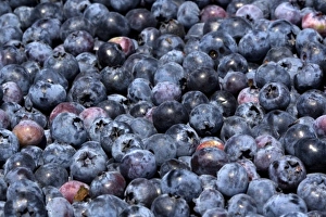 Freshly harvested blueberries near McMinnville, Oregon, USA Freshly harvested blueberries near McMinnville, Oregon, USA