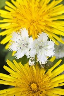 Fringed Phacelia and dandelion flower, Great Smoky Mountains National Park, Tennessee Fringed Phacelia and dandelion flower, Great Smoky Mountains National Park, Tennessee