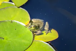 <b class=qtipBold><figcaption>Frog on lilypad, USA</figcaption></b><br><em>© Lisa Engelbrecht / DanitaDelimont.com</em> Frog on lilypad, USA