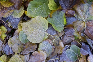 Frost on autumnal leaves, Gloucestsershire, UK Frost on autumnal leaves, Gloucestsershire, UK