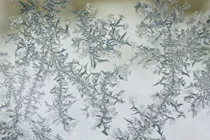 <b class=qtipBold><figcaption>Frost pattern on window</figcaption></b><br>Frost pattern on window.<br><em>© Copyright Adam Jones / Danita Delimont</em> Frost pattern on window