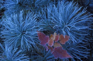 Frosty Maple Seedling ; In a Frosty Pine Tree; Wetmore, MICHIGAN Frosty Maple Seedling ; In a Frosty Pine Tree; Wetmore, MICHIGAN