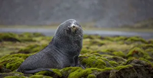 South Georgia Island Gallery: Fur seal. Fortuna Bay, South Georgia Islands