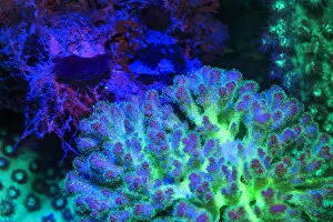 Fused Staghorn Coral, Day Fluorescing, Palau, Rock Islands-World Herititage Site