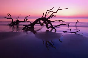 Southern Gallery: GA Jekyll Island, Tree graveyard on beach at twilight