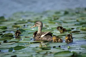 gadwall, Anas strepera, female with clutch of young, in lilly pads, Lake Washington gadwall, Anas strepera, female with clutch of young, in lilly pads, Lake Washington