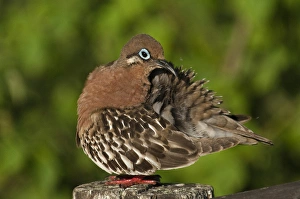 Galapagos Dove (Zenaida galapagoensis) Puerto Ayora, Santa Cruz Island Galapagos Dove (Zenaida galapagoensis) Puerto Ayora, Santa Cruz Island