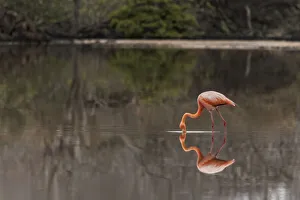 Galapagos Flamingo or Caribbean flamingo, Flamingo Lagoon, Punta Cormorant. Floreana Island, Galapagos Isalnds, Ecuador Galapagos Flamingo or Caribbean flamingo, Flamingo Lagoon, Punta Cormorant. Floreana Island, Galapagos Isalnds, Ecuador