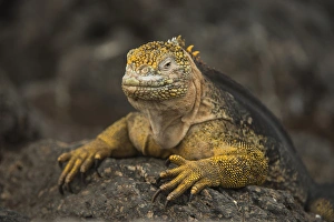 Galapagos Land Iguana(Conolophus subcristatus) South Plaza Island Galapagos Land Iguana(Conolophus subcristatus) South Plaza Island