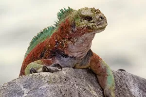 Images Dated 15th January 2005: Galapagos. Marine iguana looks over a boulder