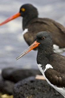 Galapagos Oystercatcher. Galapagos Islands. Ecuador Galapagos Oystercatcher. Galapagos Islands. Ecuador