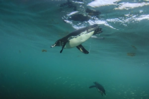Galapagos Penguin (Spheniscus mendiculus) GALAPAGOS ISLANDS, ECUADOR Galapagos Penguin (Spheniscus mendiculus) GALAPAGOS ISLANDS, ECUADOR