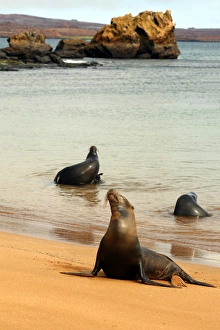 Three Galapagos Sea Lions play on the shore of Bartholomew Island. Ecuador, South America Three Galapagos Sea Lions play on the shore of Bartholomew Island. Ecuador, South America