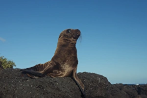 Galapagos Sealion Pup (Zalophus wollebaeki) GALAPAGOS, ECUADOR. South America Galapagos Sealion Pup (Zalophus wollebaeki) GALAPAGOS, ECUADOR. South America