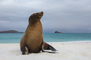 Galapagos Sealions (Zalophus wollebaeki) Gardner Bay, Espanola or Hood Island Galapagos Sealions (Zalophus wollebaeki) Gardner Bay, Espanola or Hood Island