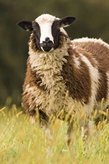 Galena, Illinois, USA. Dorset sheep in a pasture