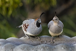 Gambels Quail (Callipepla gambelii) pair at bird bath Gambels Quail (Callipepla gambelii) pair at bird bath