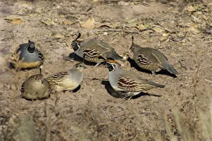 Gambels Quail (Callipepla gambelii) covey feeding Gambels Quail (Callipepla gambelii) covey feeding