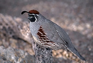 Gambels quail (Lophortyx gambelii), male perched on cholla branch, Saguaro National Park Gambels quail (Lophortyx gambelii), male perched on cholla branch, Saguaro National Park