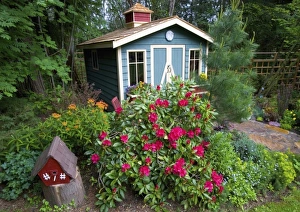 Garden Shed surrounded by flowers in our garden - Sammamish, Washington Garden Shed surrounded by flowers in our garden - Sammamish, Washington
