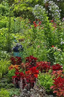 Garden summer flowers and coleus plants in bronze and reds, Sammamish, Washington State Garden summer flowers and coleus plants in bronze and reds, Sammamish, Washington State