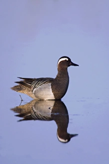 Garganey, Anas querquedula, male, National Park Lake Neusiedl, Burgenland, Austria Garganey, Anas querquedula, male, National Park Lake Neusiedl, Burgenland, Austria