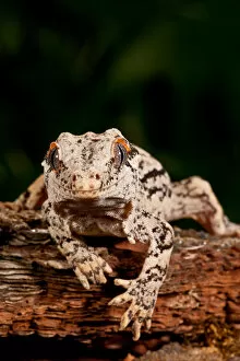 Images Dated 10th July 2010: Gargoyle Gecko Rhacodactylus auriculatus Native to New Caledonia Habitat Arboreal