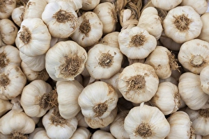 Garlic (Allium sativum) for sale at market, United kingdome Garlic (Allium sativum) for sale at market, United kingdome