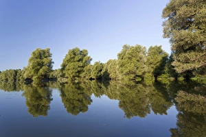 The Gemenc Forest in the Danube-Drava National Park, Hungary The Gemenc Forest in the Danube-Drava National Park, Hungary