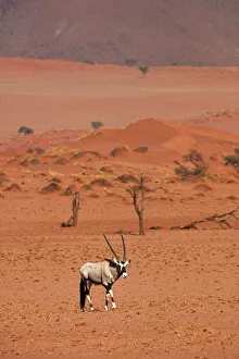 Gemsbok (oryx gazella), NamibRand Nature Reserve, Southern Namibia, Africa Gemsbok (oryx gazella), NamibRand Nature Reserve, Southern Namibia, Africa