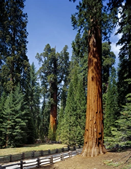 General Sherman tree in the background, the largest living tree (by volume) General Sherman tree in the background, the largest living tree (by volume)