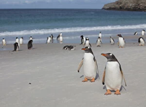 Gentoo Penguin Gallery: Gentoo and Magellanic penguins loaf on the beach at New Island in the Falklands