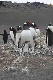 Images Dated 26th December 2008: Gentoo Penguin. Barrientos Island, South Shetland Islands Antarctica