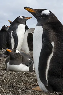 Gentoo Penguin Gallery: Gentoo penguin colony, Pygoscelis papua