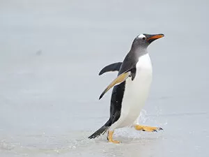 Pygoscelis Papua Gallery: Gentoo penguin coming ashore on a sandy beach in the Falkland Islands in January