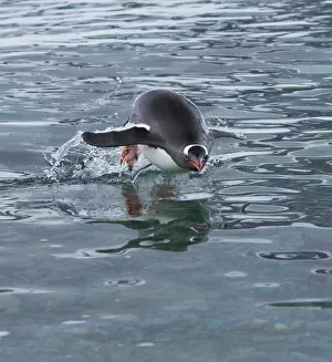Pygoscelis Papua Gallery: Gentoo penguin emerges from the ocean during a swim, Antarctica