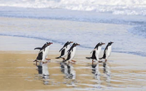 Falkland Gallery: Gentoo Penguin (Pygoscelis papua), Falkland Islands. South America, Falkland Islands